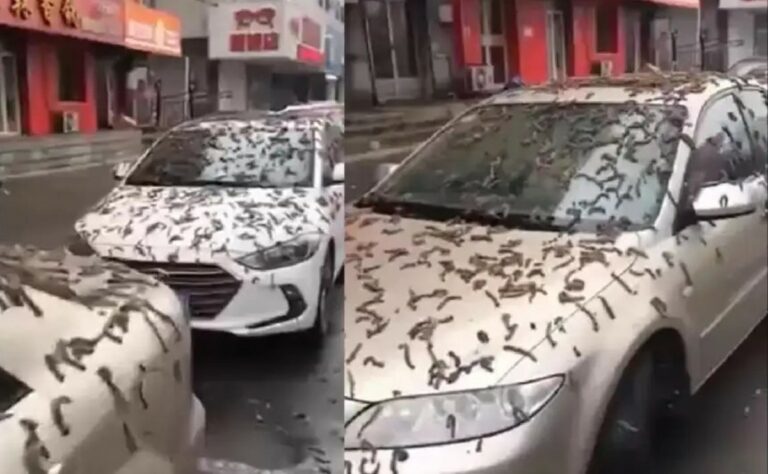 Esto se sabe de la misteriosa lluvia de gusanos en China (VIDEO)